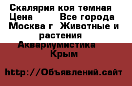 Скалярия коя темная › Цена ­ 50 - Все города, Москва г. Животные и растения » Аквариумистика   . Крым